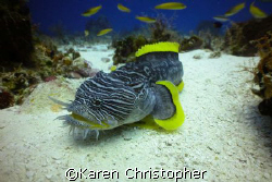 Splendid Toad Fish shot in Cozumel, Mexico using a Canon ... by Karen Christopher 